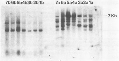 https://cdn.ncbi.nlm.nih.gov/pmc/blobs/1da0/369751/235d45bb809c/molcellb00113-0060-a.jpg