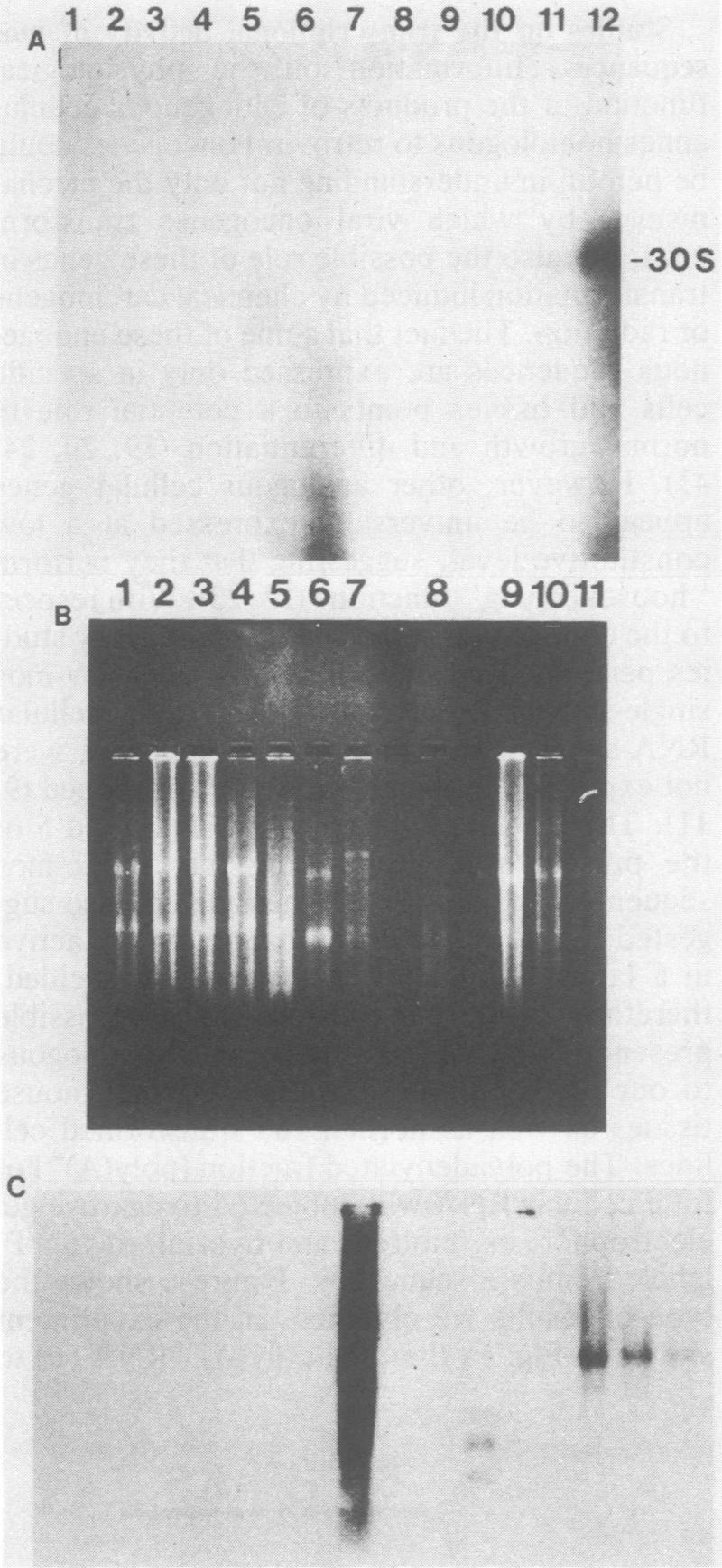 https://cdn.ncbi.nlm.nih.gov/pmc/blobs/1da0/369751/30d1110bde9f/molcellb00113-0062-a.jpg