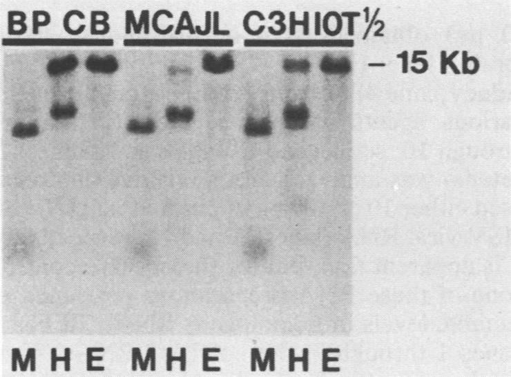 https://cdn.ncbi.nlm.nih.gov/pmc/blobs/1da0/369751/5190e7847b87/molcellb00113-0061-a.jpg