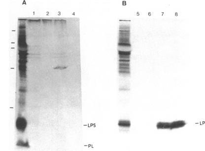 https://cdn.ncbi.nlm.nih.gov/pmc/blobs/1da8/213430/1ae3420d4daf/jbacter00203-0153-a.jpg