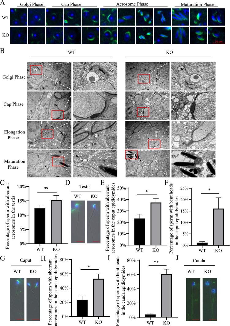 https://cdn.ncbi.nlm.nih.gov/pmc/blobs/1db6/11073358/258395d722ad/18_2024_5184_Fig3_HTML.jpg