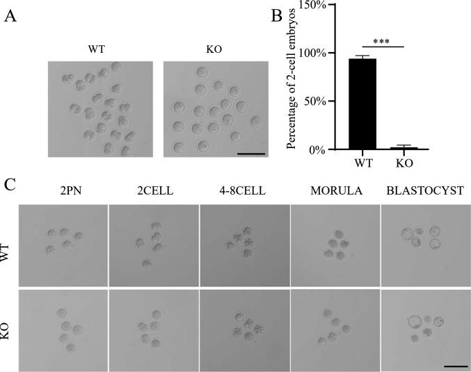 https://cdn.ncbi.nlm.nih.gov/pmc/blobs/1db6/11073358/2bcfa3d8960c/18_2024_5184_Fig5_HTML.jpg