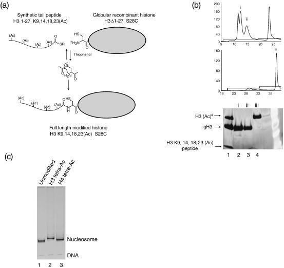 https://cdn.ncbi.nlm.nih.gov/pmc/blobs/1db7/2279226/488af9bc09d2/gr1.jpg