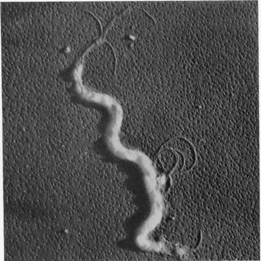 https://cdn.ncbi.nlm.nih.gov/pmc/blobs/1db7/518649/79704c3d1f68/jbacter00652-0080-a.jpg