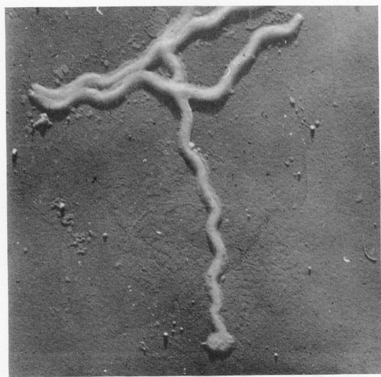 https://cdn.ncbi.nlm.nih.gov/pmc/blobs/1db7/518649/ac23e06153f8/jbacter00652-0082-b.jpg