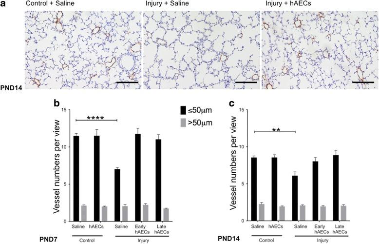 https://cdn.ncbi.nlm.nih.gov/pmc/blobs/1dbb/5681809/2bf8b5b47941/13287_2017_689_Fig7_HTML.jpg