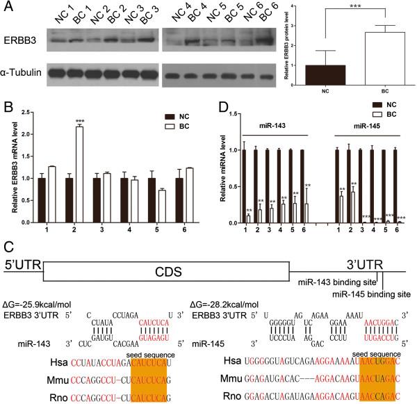 https://cdn.ncbi.nlm.nih.gov/pmc/blobs/1dbc/4181414/93ce6ea6dcbb/12943_2014_1422_Fig1_HTML.jpg