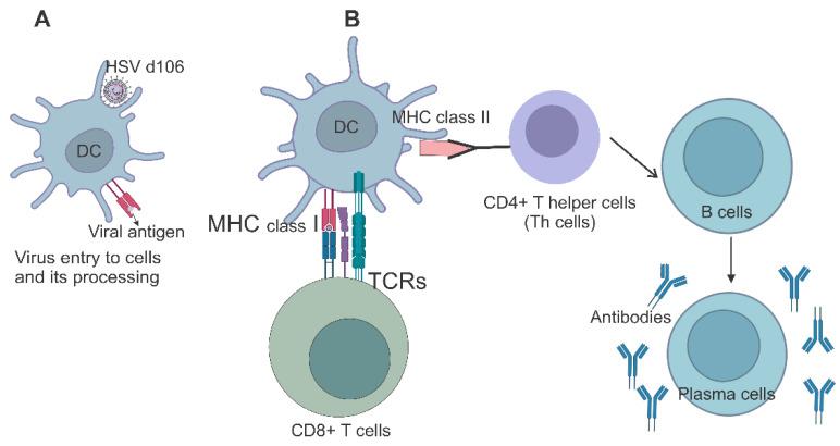 https://cdn.ncbi.nlm.nih.gov/pmc/blobs/1dc1/10671728/8de54a6b91d9/ijms-24-16112-g003.jpg
