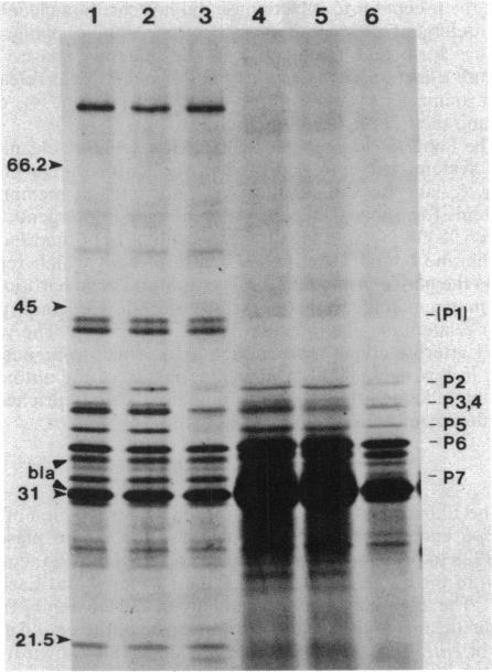 https://cdn.ncbi.nlm.nih.gov/pmc/blobs/1dc1/212444/70544ff06388/jbacter00198-0259-a.jpg