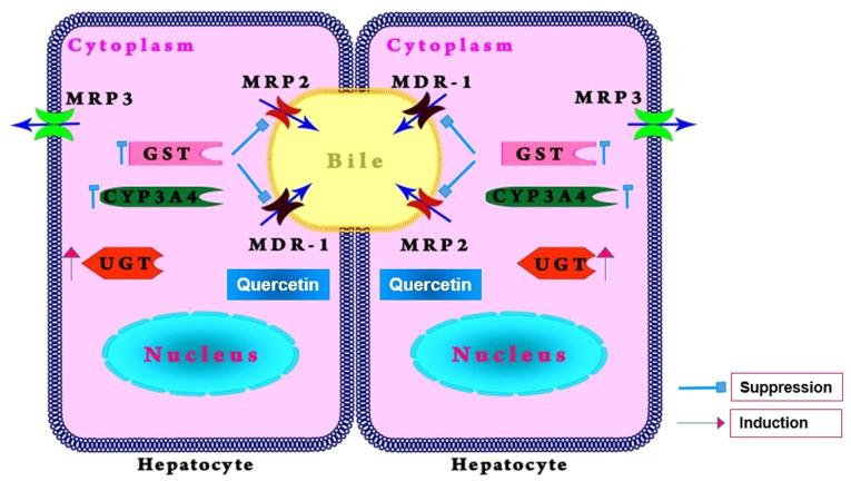 https://cdn.ncbi.nlm.nih.gov/pmc/blobs/1dc6/11668132/a97fcc9dcc2b/br-22-02-01907-g02.jpg