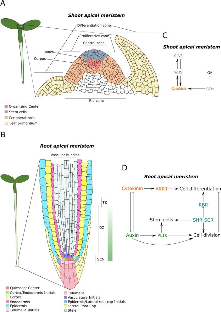 https://cdn.ncbi.nlm.nih.gov/pmc/blobs/1dc7/11577926/0604a8cb4bd4/13062_2024_558_Fig4_HTML.jpg
