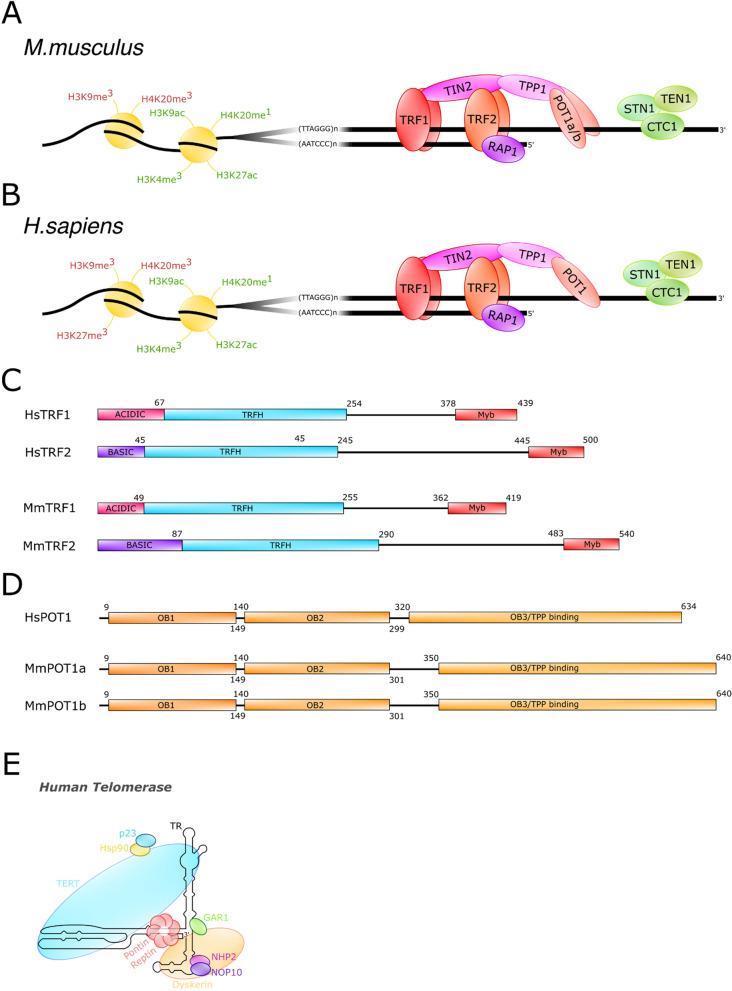https://cdn.ncbi.nlm.nih.gov/pmc/blobs/1dc7/11577926/531ca7d595b6/13062_2024_558_Fig1_HTML.jpg