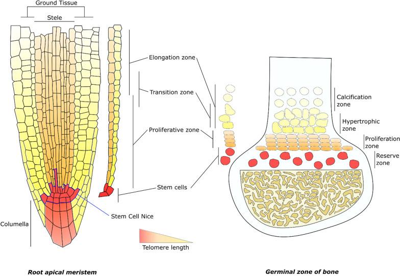 https://cdn.ncbi.nlm.nih.gov/pmc/blobs/1dc7/11577926/5ab97b015061/13062_2024_558_Fig5_HTML.jpg
