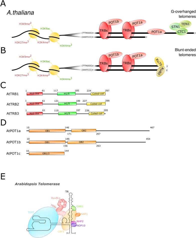 https://cdn.ncbi.nlm.nih.gov/pmc/blobs/1dc7/11577926/9f176b71b932/13062_2024_558_Fig2_HTML.jpg