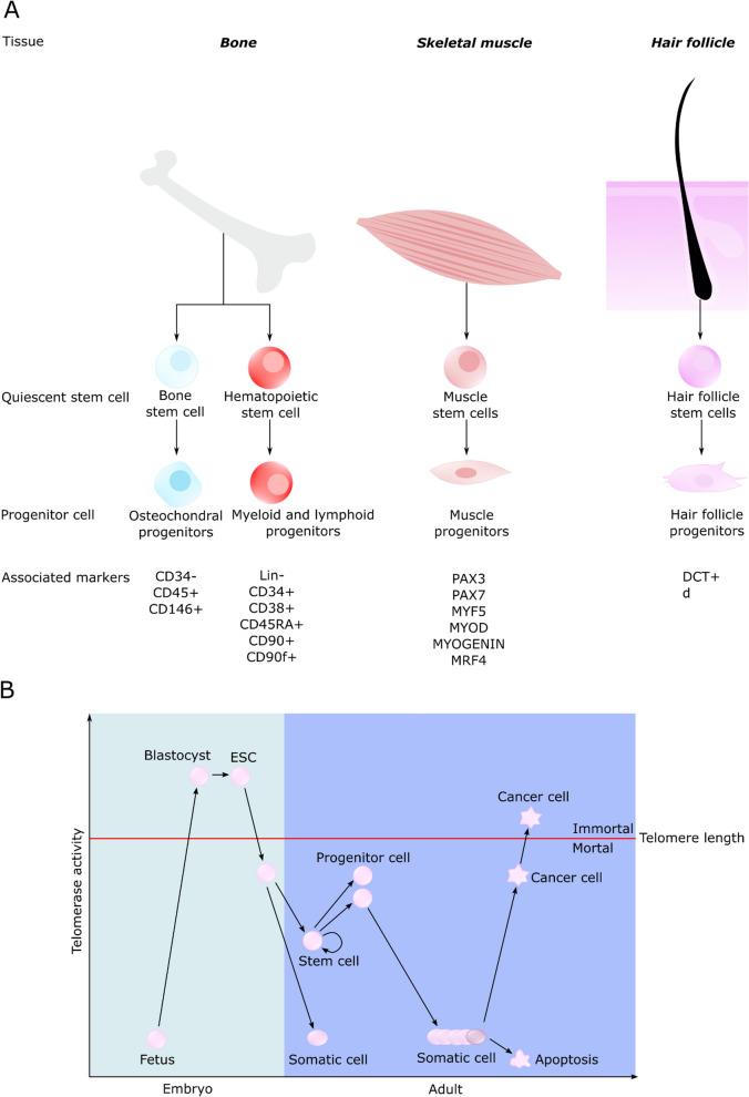 https://cdn.ncbi.nlm.nih.gov/pmc/blobs/1dc7/11577926/b35591f4ba15/13062_2024_558_Fig3_HTML.jpg
