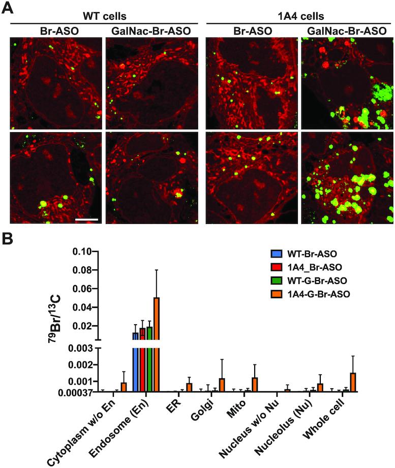 https://cdn.ncbi.nlm.nih.gov/pmc/blobs/1dc9/7797060/1f8738edc5a8/gkaa1112fig4.jpg