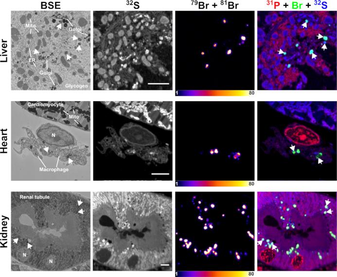 https://cdn.ncbi.nlm.nih.gov/pmc/blobs/1dc9/7797060/3079176ca4a5/gkaa1112fig5.jpg