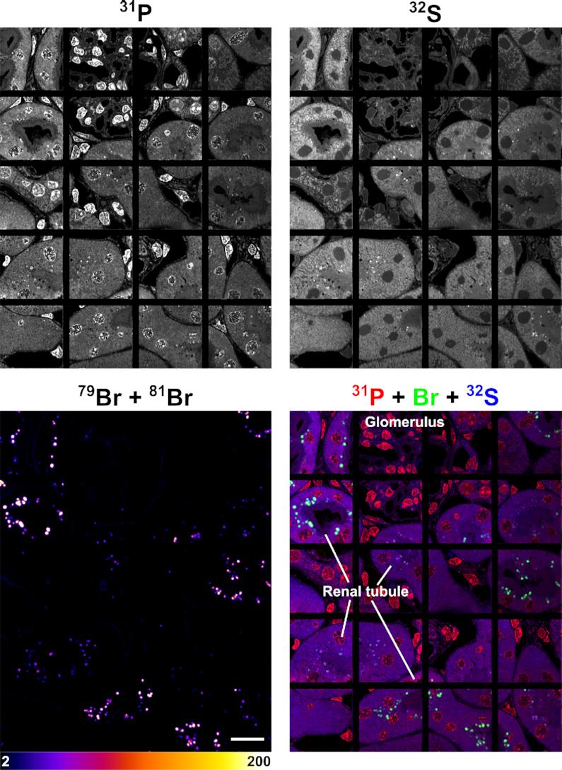 https://cdn.ncbi.nlm.nih.gov/pmc/blobs/1dc9/7797060/492a32370937/gkaa1112fig8.jpg