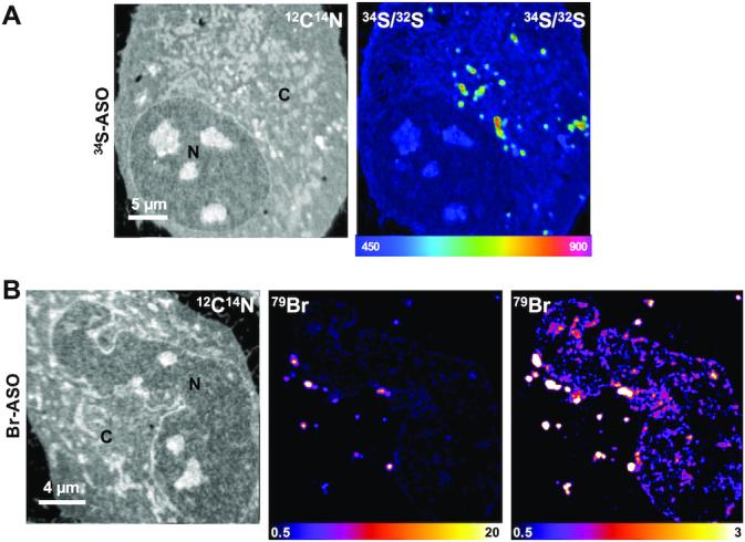 https://cdn.ncbi.nlm.nih.gov/pmc/blobs/1dc9/7797060/dc0228fc18f3/gkaa1112fig2.jpg