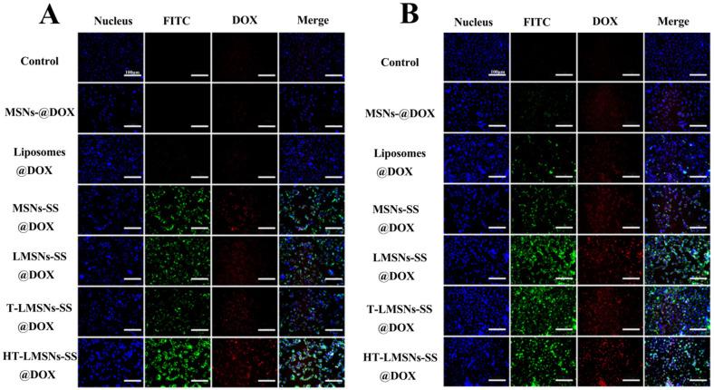 https://cdn.ncbi.nlm.nih.gov/pmc/blobs/1dca/11122197/136e0be810be/ijms-25-05553-g006.jpg