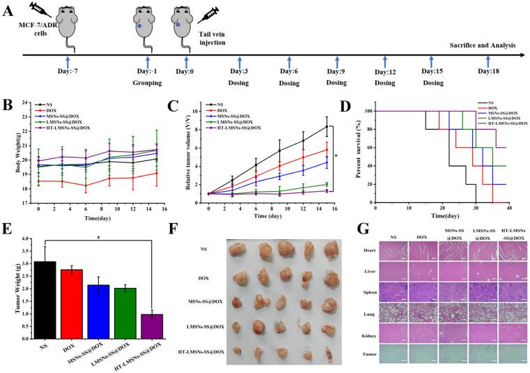 https://cdn.ncbi.nlm.nih.gov/pmc/blobs/1dca/11122197/68dbf5f98c69/ijms-25-05553-g012.jpg