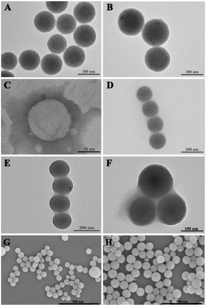 https://cdn.ncbi.nlm.nih.gov/pmc/blobs/1dca/11122197/b0e6456ade54/ijms-25-05553-g001.jpg