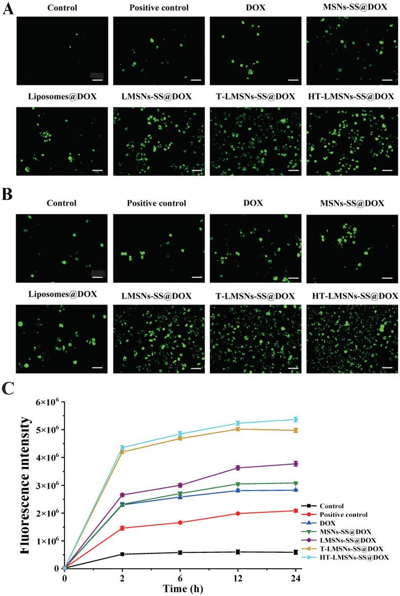 https://cdn.ncbi.nlm.nih.gov/pmc/blobs/1dca/11122197/bdb467c7bd8b/ijms-25-05553-g011.jpg