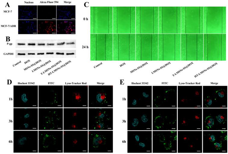 https://cdn.ncbi.nlm.nih.gov/pmc/blobs/1dca/11122197/db599ffe982e/ijms-25-05553-g010.jpg