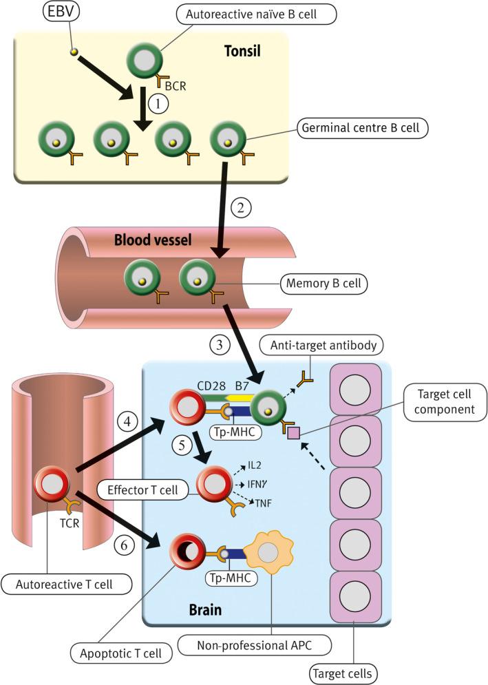 https://cdn.ncbi.nlm.nih.gov/pmc/blobs/1dcb/7133420/2e424c2bb5e2/CTI2-9-e1116-g002.jpg
