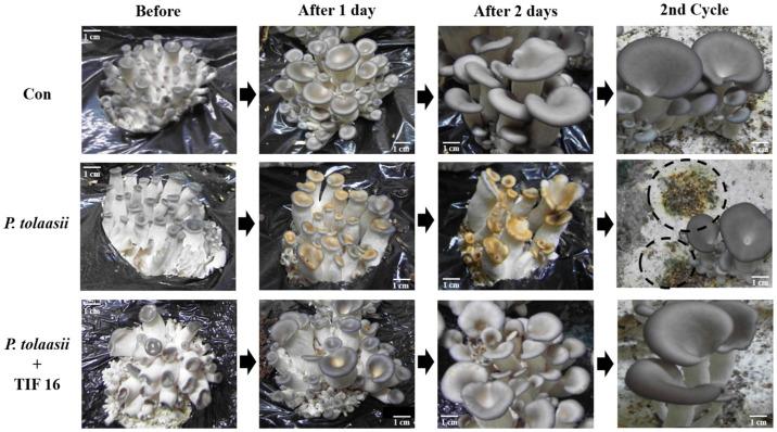 https://cdn.ncbi.nlm.nih.gov/pmc/blobs/1dcd/9867037/5eaa3bc8febb/toxins-15-00066-g005.jpg