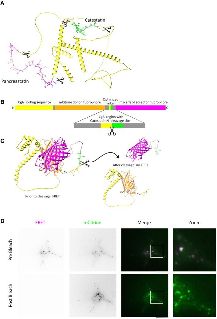 https://cdn.ncbi.nlm.nih.gov/pmc/blobs/1dce/12127132/e47782701483/bvaf090f5.jpg