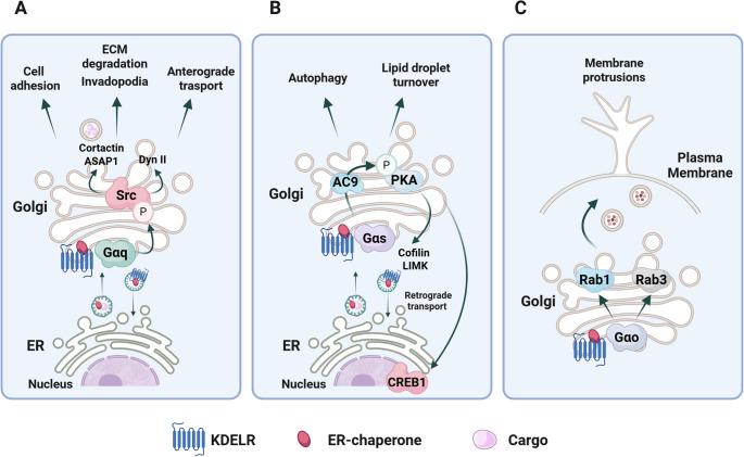 https://cdn.ncbi.nlm.nih.gov/pmc/blobs/1dcf/12328878/bfce82455b2f/18_2025_5820_Fig1_HTML.jpg