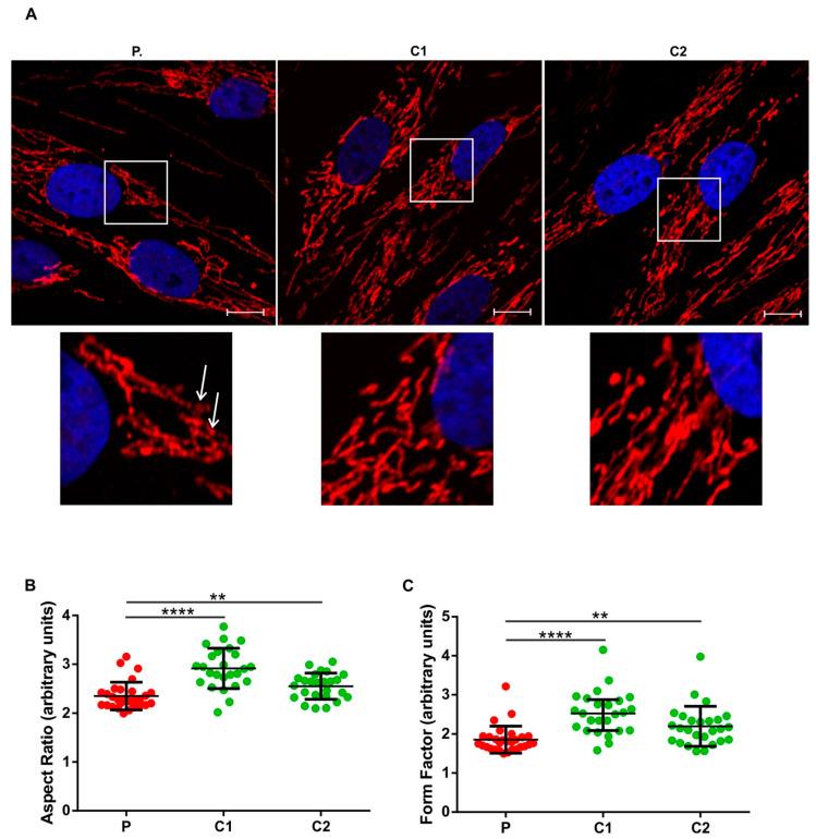 https://cdn.ncbi.nlm.nih.gov/pmc/blobs/1dcf/9778325/0f1fef143f5c/genes-13-02361-g003.jpg