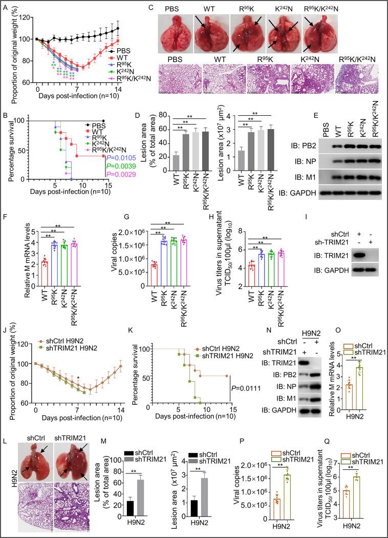 https://cdn.ncbi.nlm.nih.gov/pmc/blobs/1dd1/10325077/d14ec368280e/ppat.1011472.g006.jpg