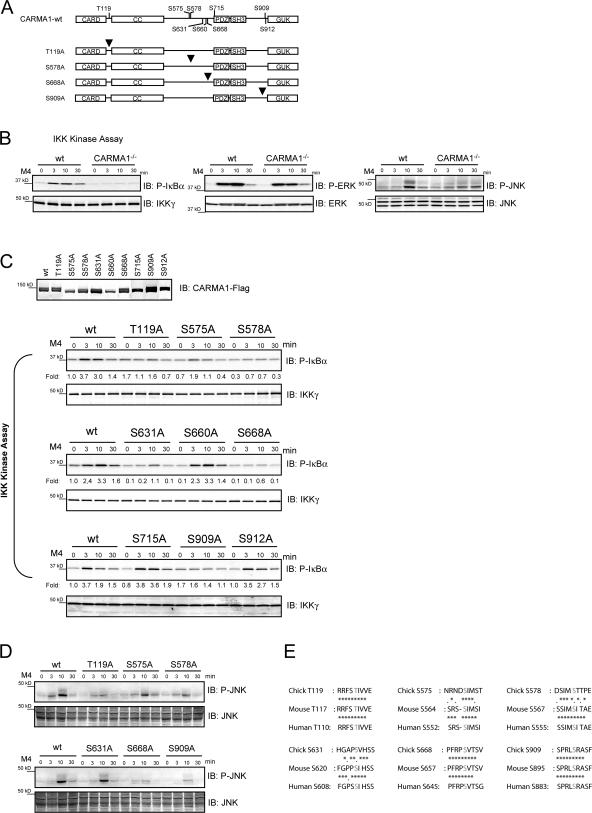 https://cdn.ncbi.nlm.nih.gov/pmc/blobs/1dd3/2150971/40da30deb503/jem2043285f01.jpg