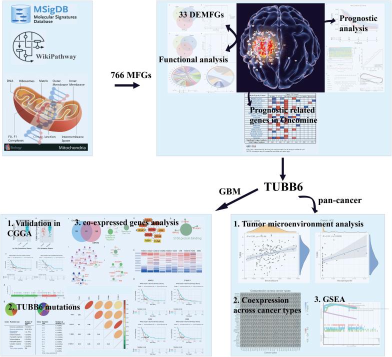 https://cdn.ncbi.nlm.nih.gov/pmc/blobs/1dd3/7531581/7717d118245a/fgene-11-566579-g001.jpg