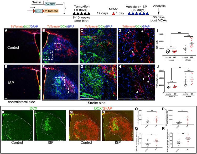 https://cdn.ncbi.nlm.nih.gov/pmc/blobs/1dd5/9677607/34104380d4a7/nihms-1829254-f0004.jpg