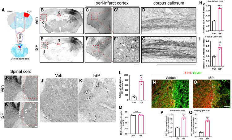 https://cdn.ncbi.nlm.nih.gov/pmc/blobs/1dd5/9677607/87407b4f4253/nihms-1829254-f0005.jpg