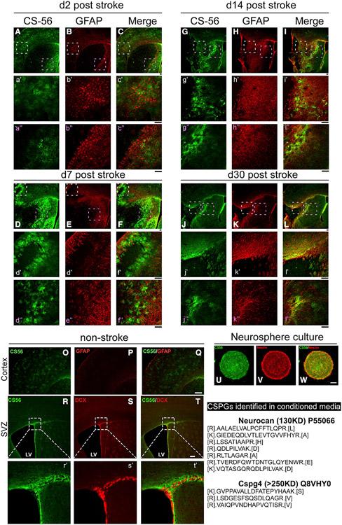 https://cdn.ncbi.nlm.nih.gov/pmc/blobs/1dd5/9677607/c2dbd97f56f6/nihms-1829254-f0002.jpg