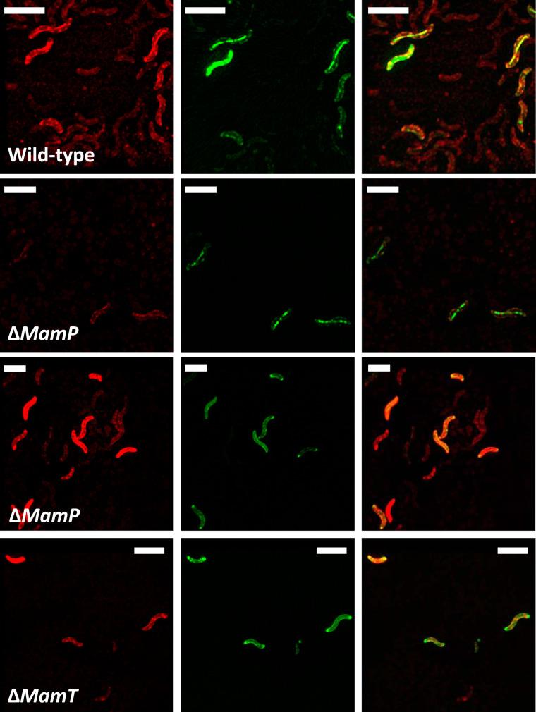 https://cdn.ncbi.nlm.nih.gov/pmc/blobs/1dd6/7642088/b6239c92f338/AEM.01278-20-f0007.jpg