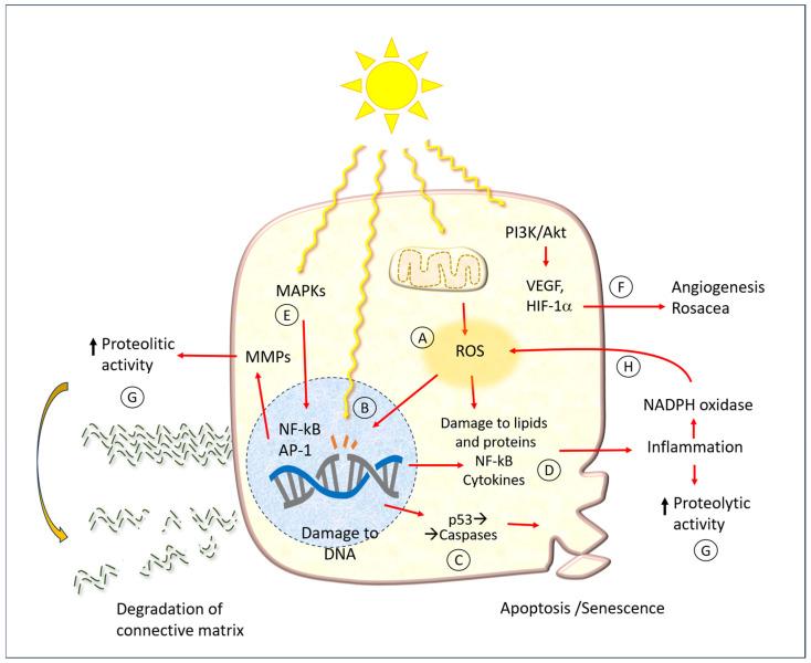 https://cdn.ncbi.nlm.nih.gov/pmc/blobs/1dd8/12291662/8083ca5bf2f3/antioxidants-14-00788-g006.jpg