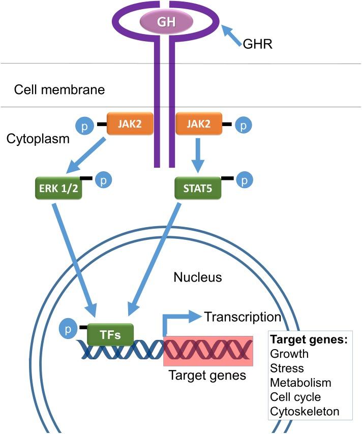 https://cdn.ncbi.nlm.nih.gov/pmc/blobs/1dd8/6278173/79af75834edb/fgene-09-00586-g001.jpg