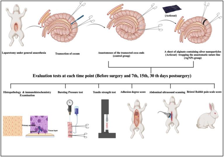 https://cdn.ncbi.nlm.nih.gov/pmc/blobs/1dd9/10925632/61a935a0fb0c/fvets-11-1264414-g001.jpg