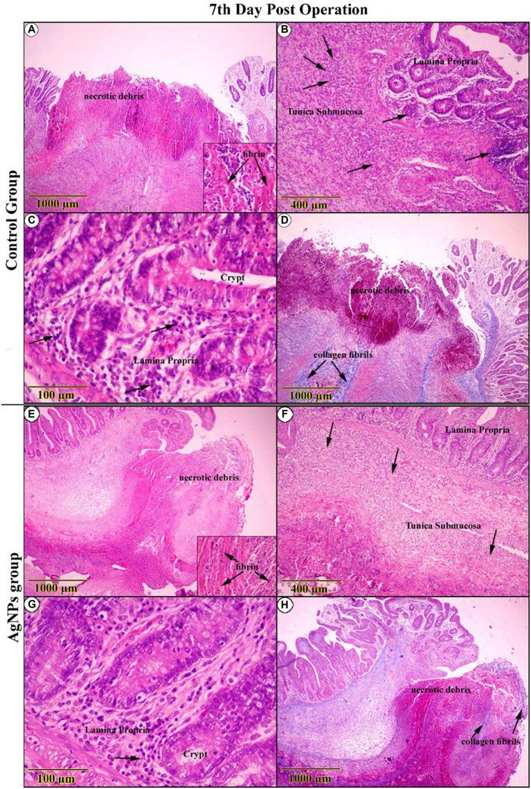 https://cdn.ncbi.nlm.nih.gov/pmc/blobs/1dd9/10925632/81a5eb3b99d5/fvets-11-1264414-g008.jpg