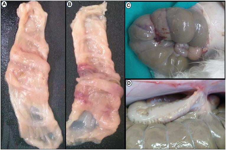 https://cdn.ncbi.nlm.nih.gov/pmc/blobs/1dd9/10925632/a821fbd31fc0/fvets-11-1264414-g006.jpg