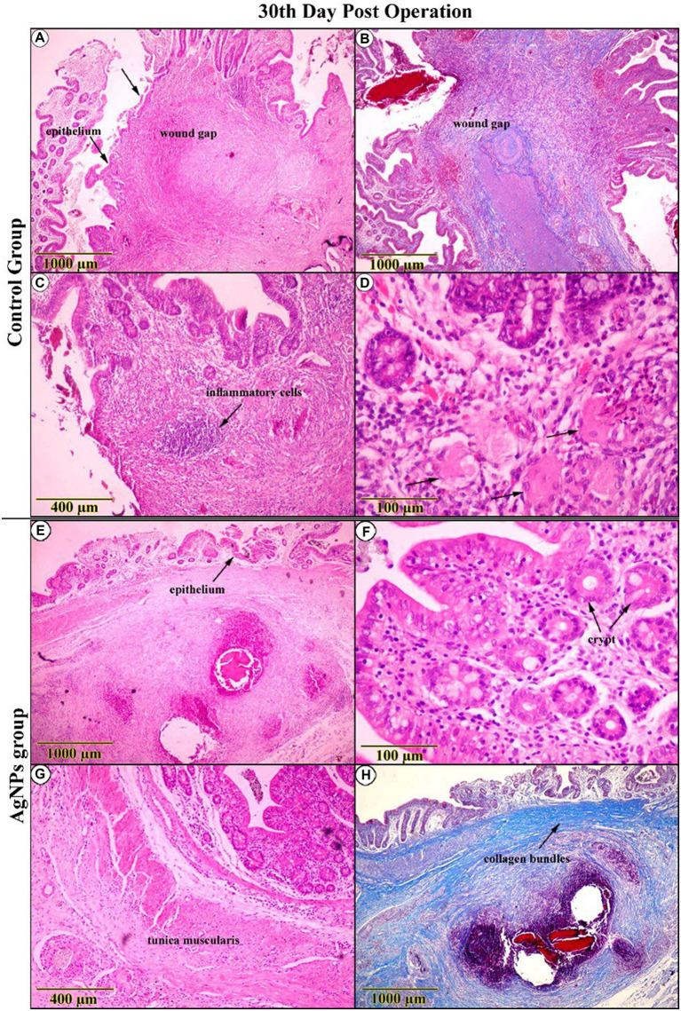 https://cdn.ncbi.nlm.nih.gov/pmc/blobs/1dd9/10925632/ec6ae0ca20d9/fvets-11-1264414-g010.jpg