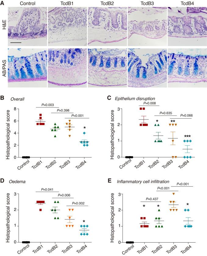 https://cdn.ncbi.nlm.nih.gov/pmc/blobs/1de2/7842947/00375a6d1c01/ppat.1009197.g006.jpg
