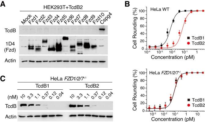 https://cdn.ncbi.nlm.nih.gov/pmc/blobs/1de2/7842947/58a17977c3fd/ppat.1009197.g002.jpg
