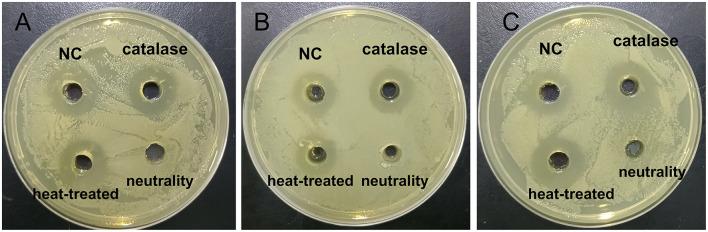 https://cdn.ncbi.nlm.nih.gov/pmc/blobs/1de4/12014687/005fb47f99ea/fmicb-16-1552264-g0004.jpg