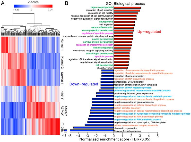 https://cdn.ncbi.nlm.nih.gov/pmc/blobs/1de6/8947610/548a9202dc93/cells-11-01053-g002.jpg